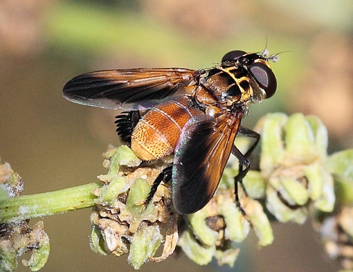 Trichopoda pennipes